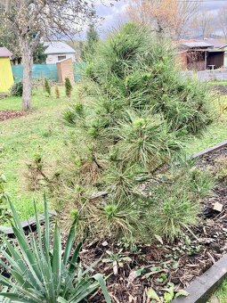 Borovica zakrslá, zakrpatená.Výška 150 cm. - 2