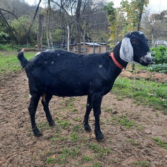 100% Anglonubijska kozička pripustená - 2