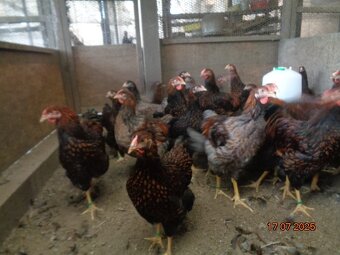 Sliepky wyandotky zlatej lemovanej - 2