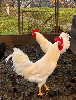 Kohúty Leghorn - 2