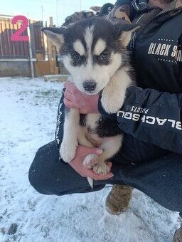 Sibírsky husky - 2