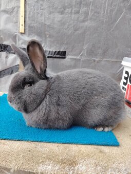 Viedenský Modrý - 2