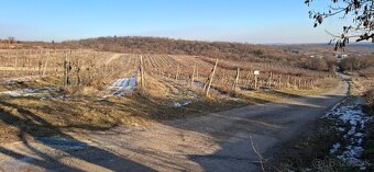 vinohrad v Modre - 2