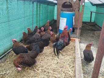 Nasadove vajíčka, vajcia - 2