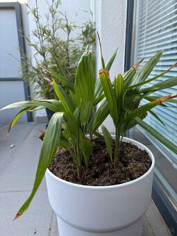 Palmové semená - Trachycarpus fortunei - 2