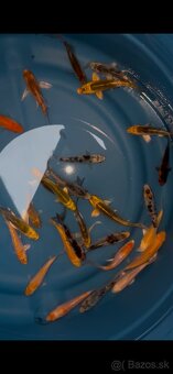 Buterfly koi ,Japonské koi kapre - 2