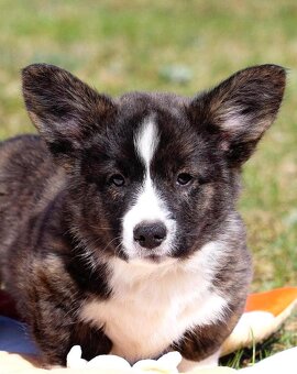 Welsh corgi cardigan štěňata - 2