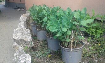 Hylotelephium spectabile - 2