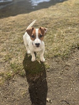 Jack russel - 2