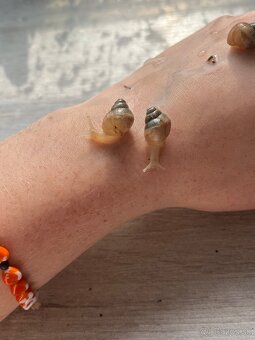 Africké slimáky/ Achatina žravá / Lissachatina fulica - 2