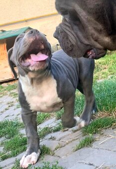 American Bully XL, Americký stafordšírský teriér, - 2