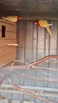 Rozela pestra LUTINO - 2