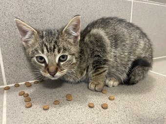 Darujem kocúrika - 2