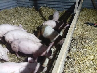 Predám odstavčata 20-25kg - 2