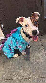 Predám Jack Russell teriéra – 7 mesiacov - 2