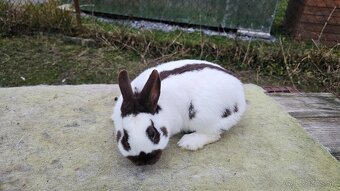 Zdrobnený strakáč havana samček - 2