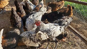 Apenzelský chocholáč - 2