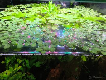 Žaburinka najmenšia - 2