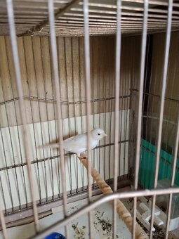 Predám kanariky - 2