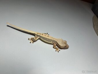 Mladé pagekony riasnaté - 2