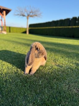 Francúzske baranie králiky - 2