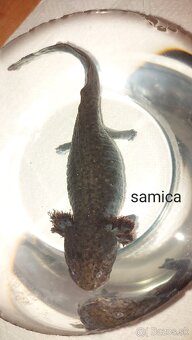 Axolotl - 2