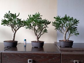 Sukulentné bonsaie - 2