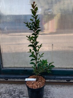 50-70cm Myrta krepová červená stromčeky Red rocket - 2