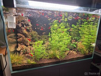 Rastlina Limnophila sessiliflora - 2