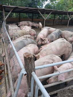 Predám jatočné ošípané - 2