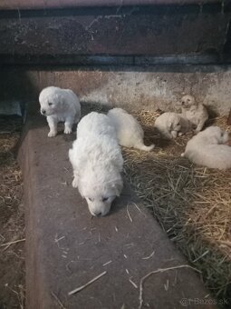 Predám steniatka - 2