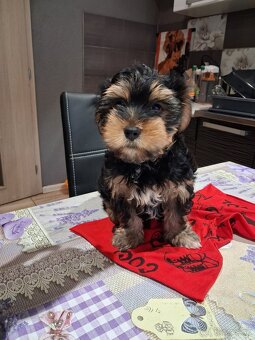 Yorkschirsky terier - 2