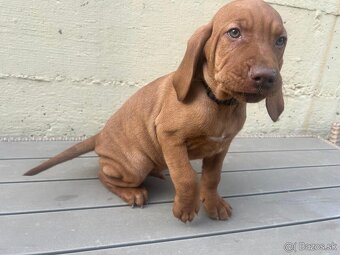 Maďarská vyžla - šteniatka - 2