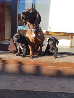Darujem šteniatka - 2