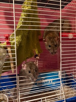 Darujem 3 samičky potkana - 2