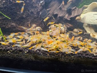 Krevetky Orange Rili- selekcia - 2