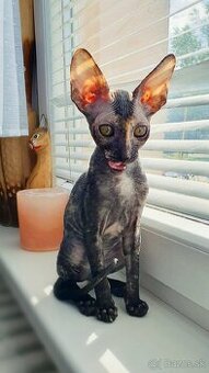 Cornish rex s PP - 2