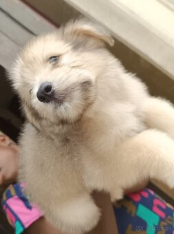 Krásne šteniatka Lhasa Apso. - 2
