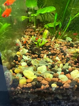 Krevetky White Pearl – Neocaridina var. “White Pearl” - 2