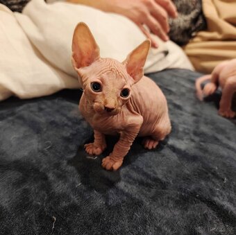 Sphynx - 2