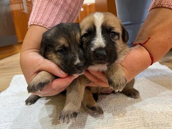 Predám Šteniatka - 2