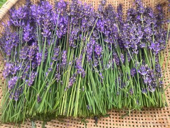 Levandulova tinktura a roll on olej - 2