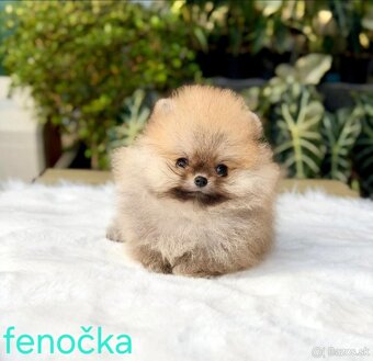 Pomeranian mini - 2