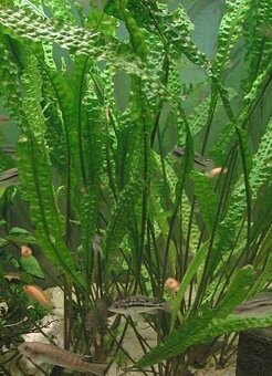 DOPYT - rastlinka Cryptocoryne balansae - 2