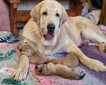 Španielsky mastin - kluci s PP - 2