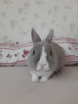darujem králika - 2