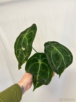Anthurium Forgetii - 2