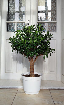 Strom peňazí a štastia - 2