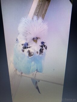 Výstavné andulky.samca 2 - 2