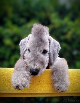 Bedlington teriér - 2